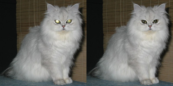 Pet Eye Fix Guide example