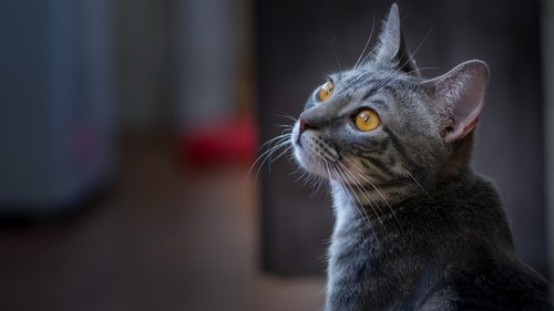 Computer Desktop Wallpap…Collection. www.cwer.ru