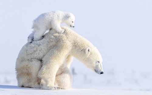 Computer Desktop Wallpapers Collection. www.cwer.ru