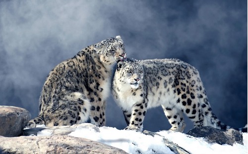 Computer Desktop Wallpapers Collection. www.cwer.ru