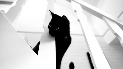 Computer Desktop Wallpapers Collection. www.cwer.ru