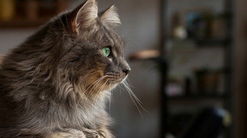 Computer Desktop Wallpapers Collection. www.cwer.ru