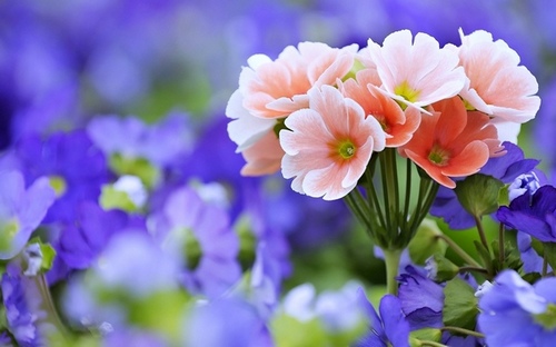 Computer Desktop Wallpapers Collection. www.cwer.ru