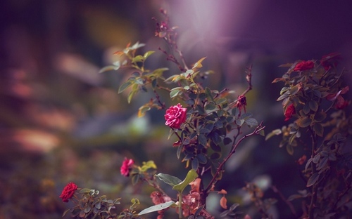 Computer Desktop Wallpapers Collection. www.cwer.ru